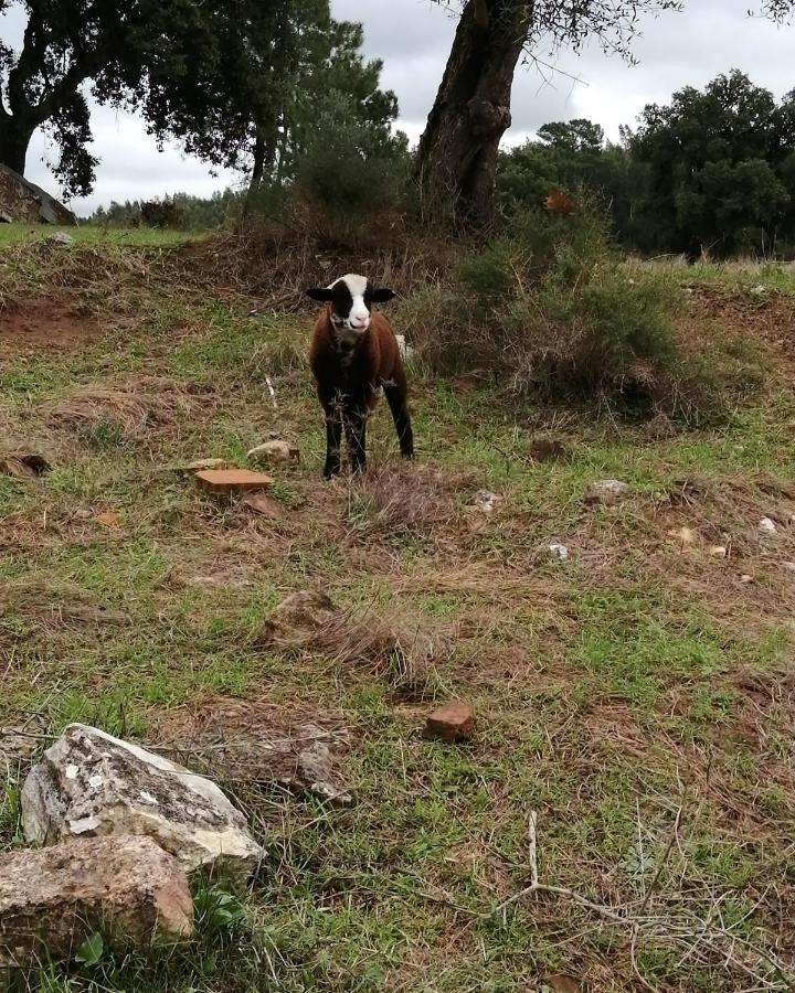 Turismo Rural Casa Da Ceu Amiais de Cima ภายนอก รูปภาพ